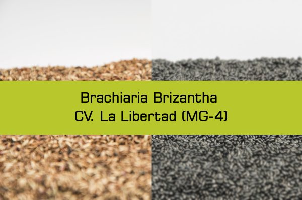 Brizantha