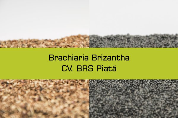 Brizantha