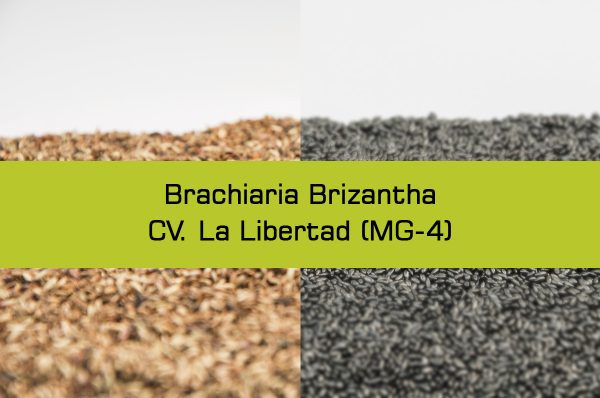 Brizantha