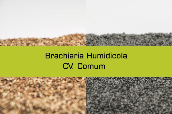 Humidicola