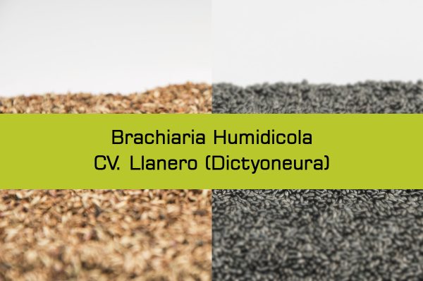 Humidicola